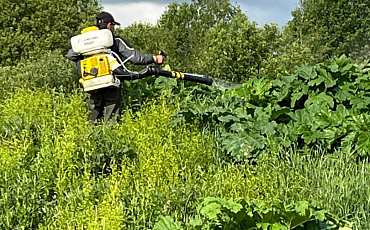 Борьба с борщевиком Сосновского ведётся на территории Дальнепрудного - дачного поселка многодетных семей Долгопрудного, расположенного под Талдомом. И хотя географически это другой округ, но зона ответственности Долгопрудного.